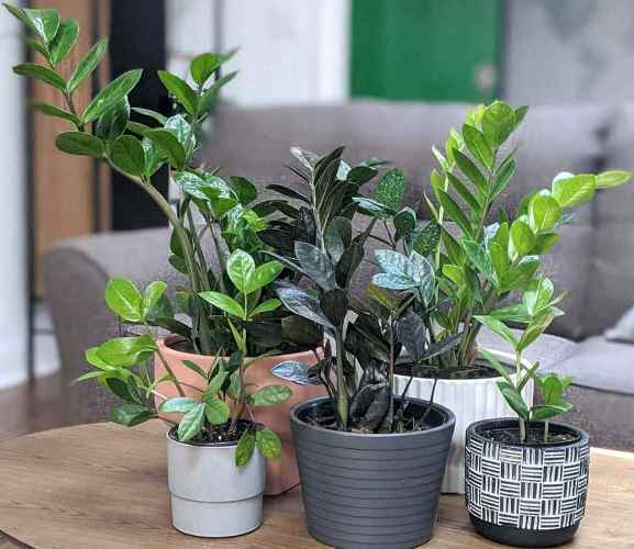 cultivar planta zz cuidados