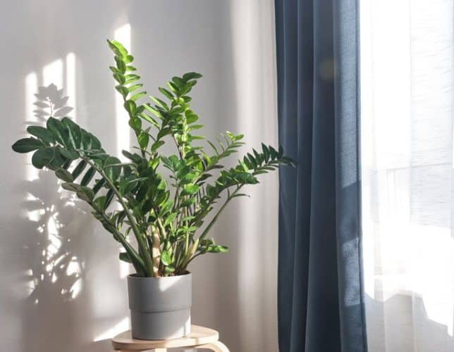 cultivar planta zz