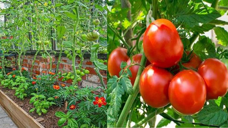 plantes à cultiver avec des tomates