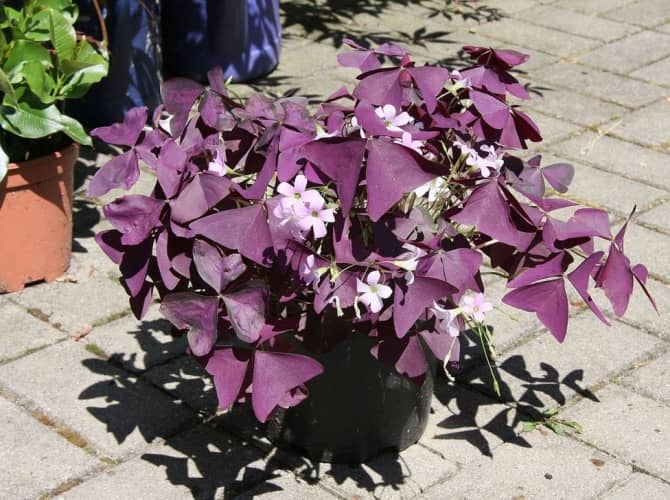 cultivar trébol púrpura