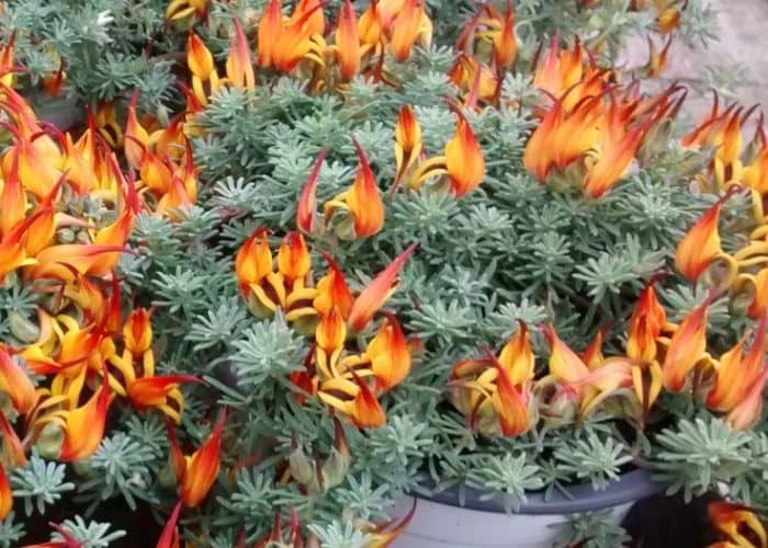 11 plantas de Flores para Macetas colgantes fáciles de cuidar - Eco Jardín  Mágico