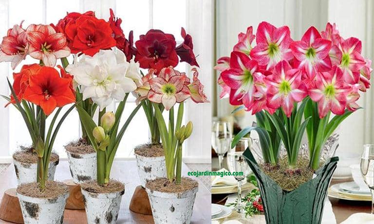 Cómo propagar, cultivar Amarilis (amaryllis) y sus cuidados - Eco Jardín  Mágico