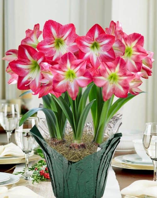 Cómo propagar, cultivar Amarilis (amaryllis) y sus cuidados - Eco Jardín  Mágico