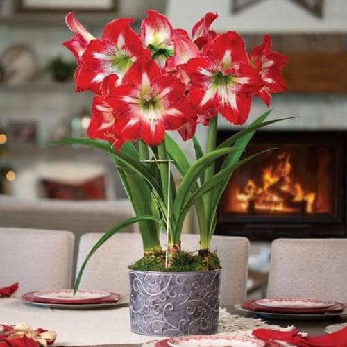 Cómo propagar, cultivar Amarilis (amaryllis) y sus cuidados - Eco Jardín  Mágico