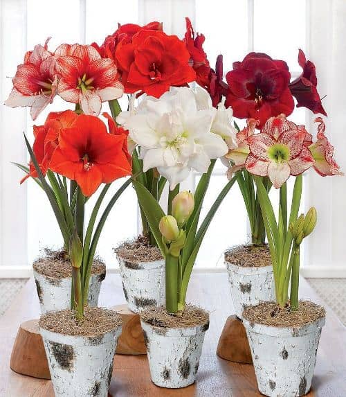 cultivar amarilis