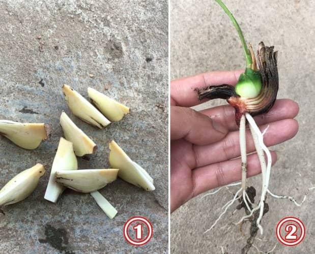 cultivar amarilis propagar
