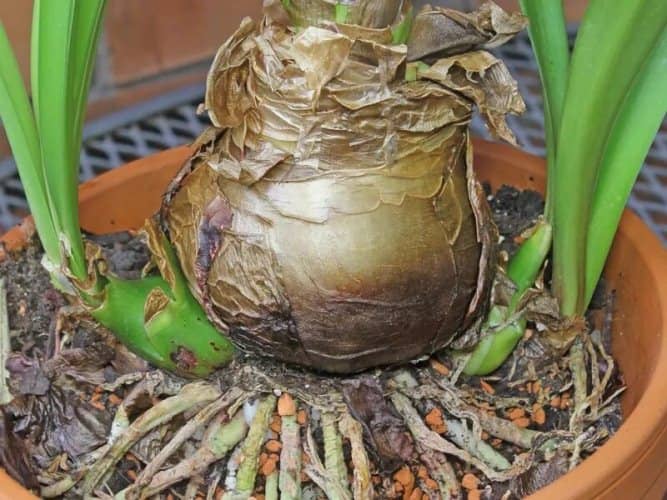 cultivar amarilis