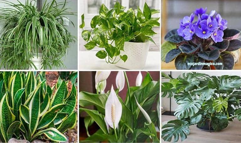 Plantas de interior de bajo mantenimiento