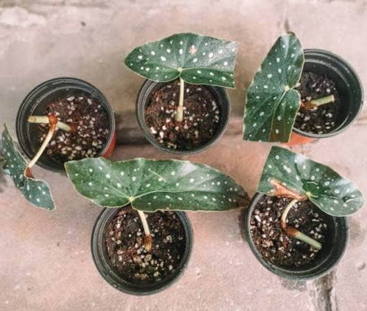 Propager Begonia Maculata