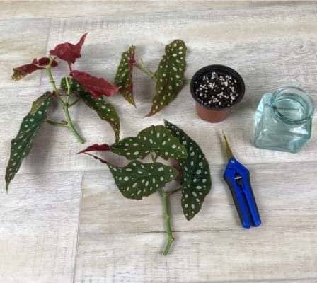 propagar Begonia Maculata