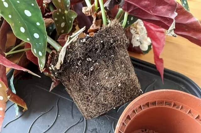 cultivar Begonia Maculata trasplantar