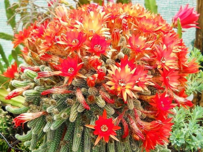 Pendentifs cactus et succulentes