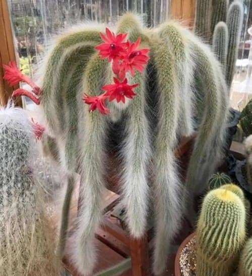 Cactus y suculentas Colgantes
