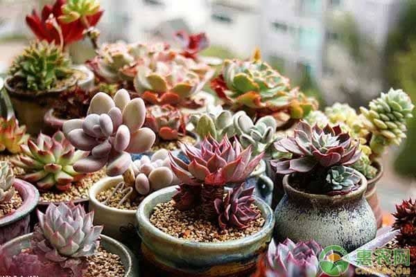 Sospechar Extracto Infectar 7 Consejos para que los Cactus y Suculentas crezcan más rápido - Eco Jardín  Mágico