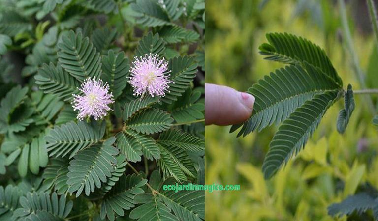 Cómo propagar, cultivar Mimosa Sensitiva y sus cuidados - Eco Jardín Mágico