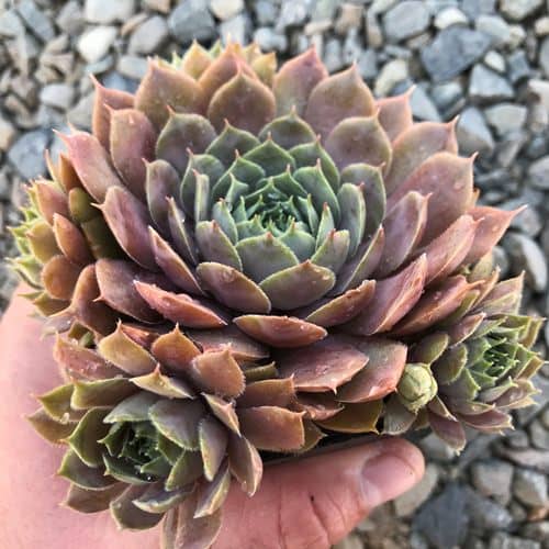 cultivar siemprevivas