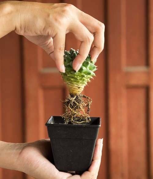 comment transplanter des succulentes