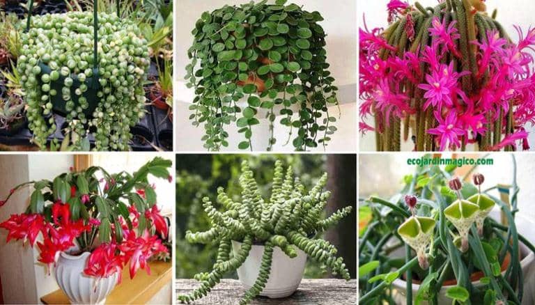 colchón Fácil neumático 12 Cactus y suculentas Colgantes fáciles de cuidar y cultivar - Eco Jardín  Mágico