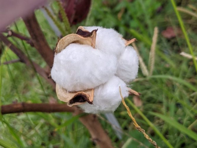 cosechar algodón