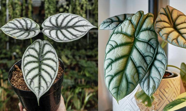 cultivar Alocasia Silver Dragon