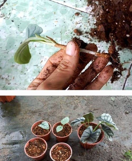 propagar Alocasia Silver Dragon