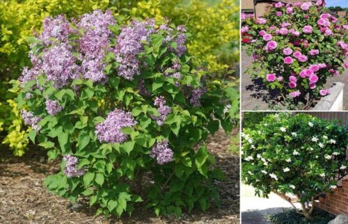 11 Arbustos con Flores muy aromáticas ideales para jardines pequeños