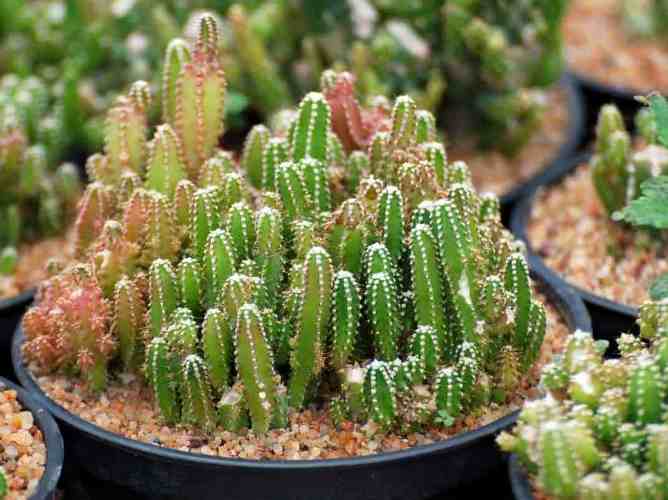cultivar cactus castillo de hadas