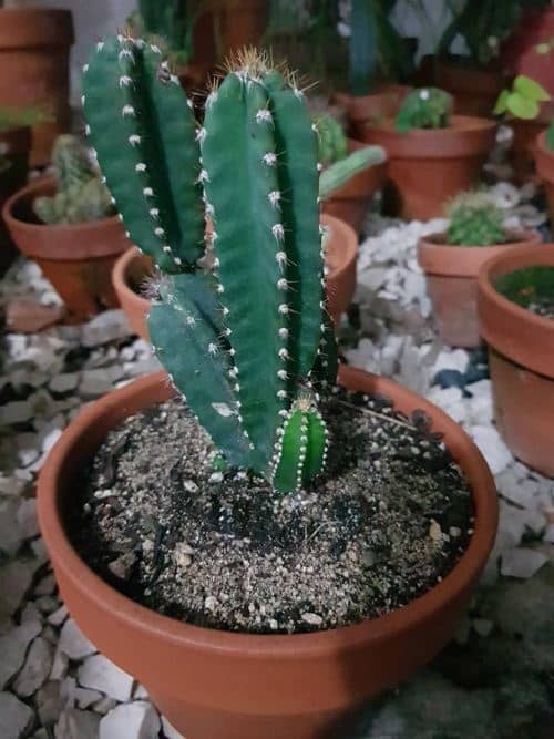 cultivar cactus castillo de hadas