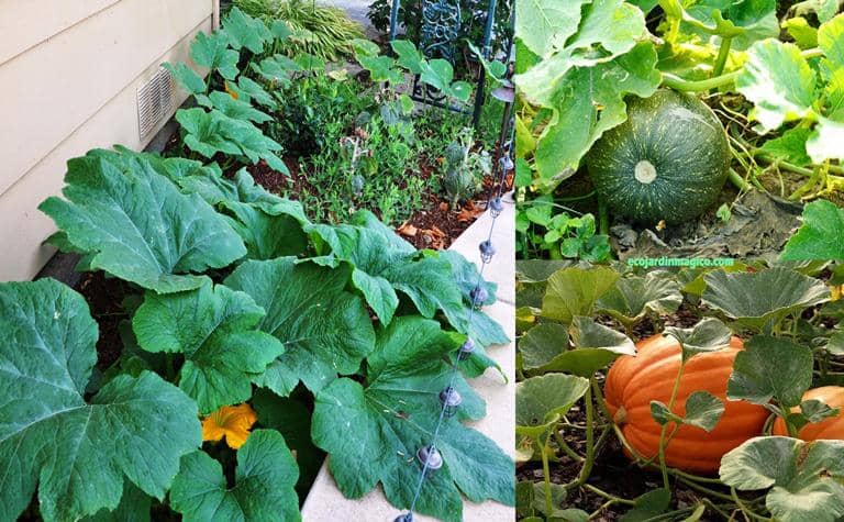 Plantas para cultivar con Calabazas