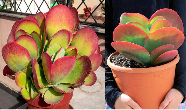 cultivar Planta Paleta kalanchoe thyrsiflora