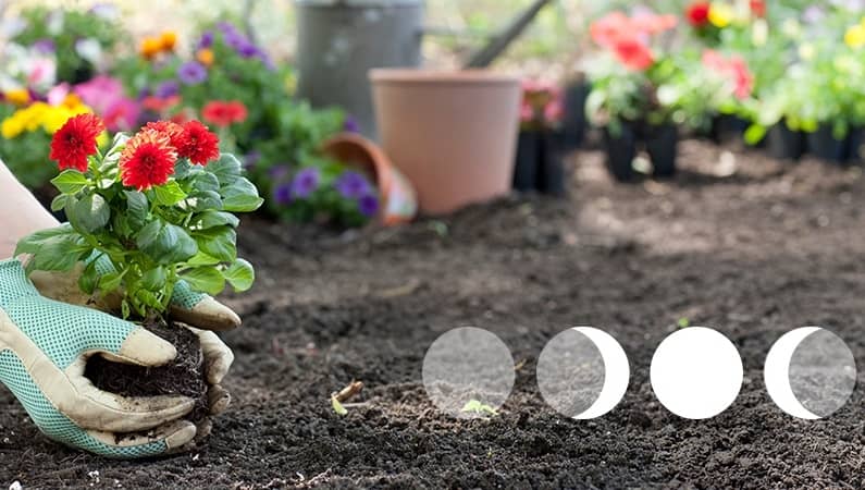 Qué hacer en el jardín o la huerta según las fases de la Luna - Eco Jardín  Mágico