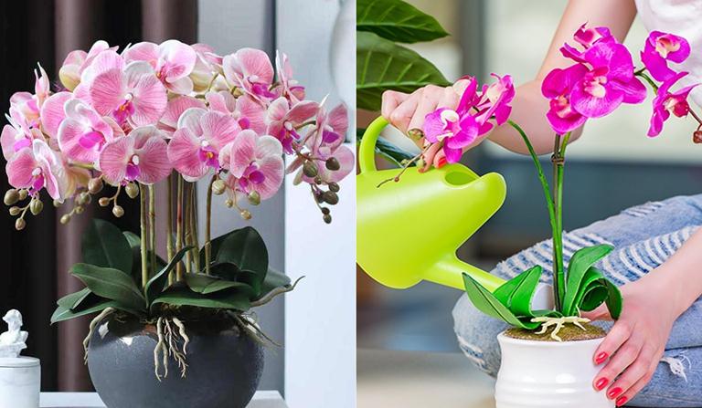 cuidado de orquídeas en interiores
