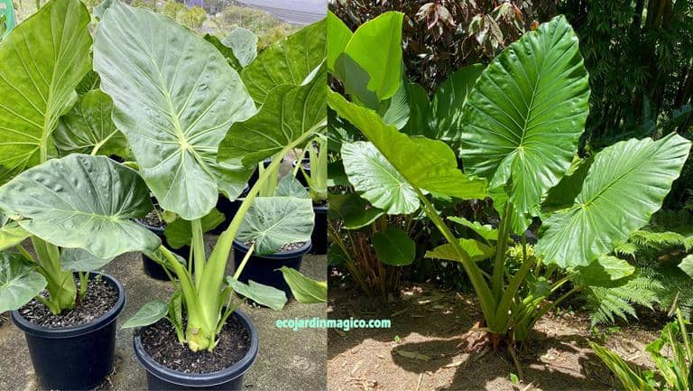 cultivar Oreja de Elefante Alocasia macrorrhiza