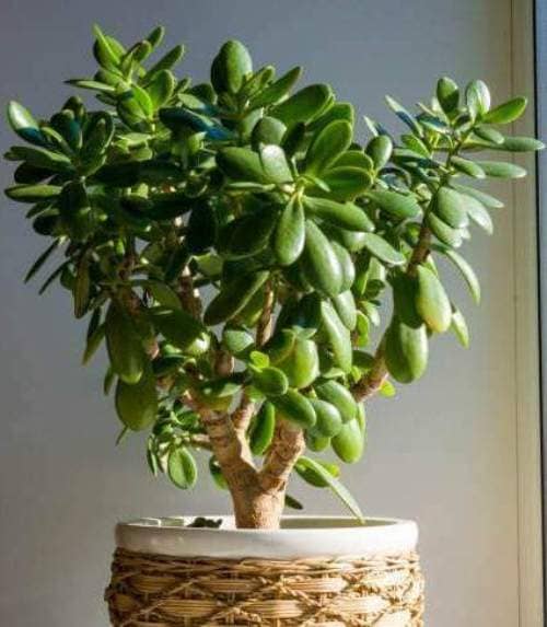 cultivar árbol de jade en interiores