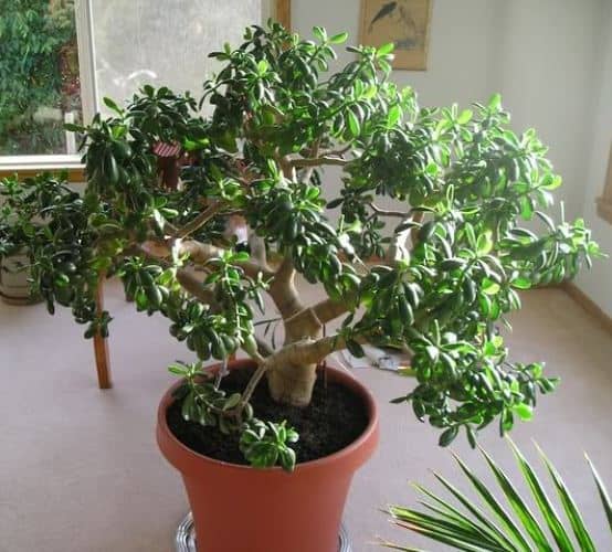 cultivar árbol de jade en interiores