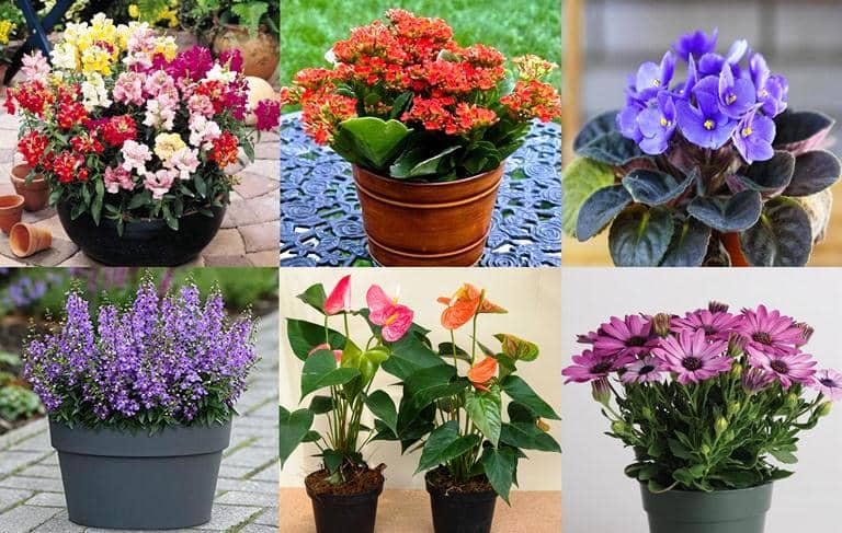 Caligrafía reinado Que agradable 12 Plantas con Flores ideales para cultivar en Macetas pequeñas - Eco  Jardín Mágico