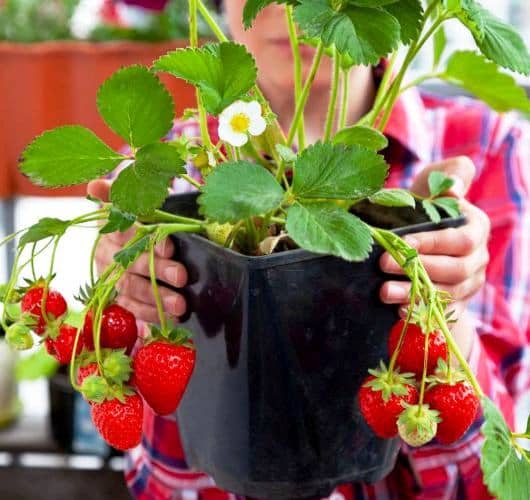Cultivar fresas en macetas