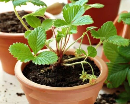 Cultivar fresas en macetas