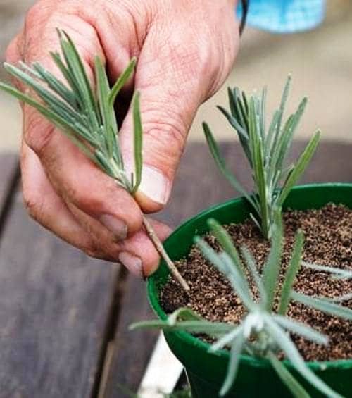 Errores al cultivar Lavanda