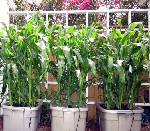 Cultivar maíz en maceta