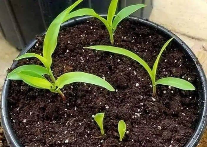 cultivar maíz en maceta