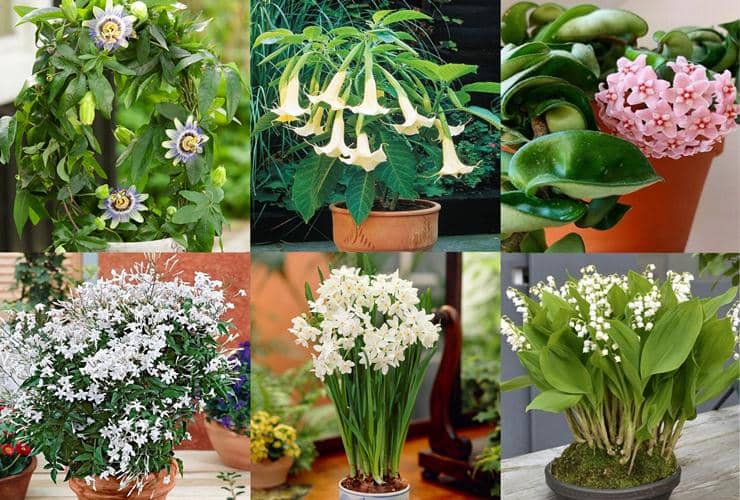plantas para aromatizar la casa
