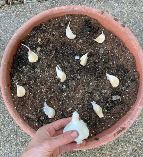 cultivar ajo en interior