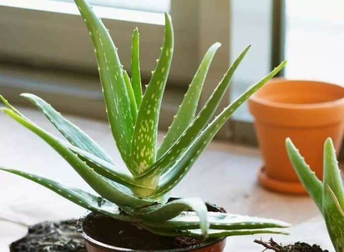 cultivar Aloe vera en interiores