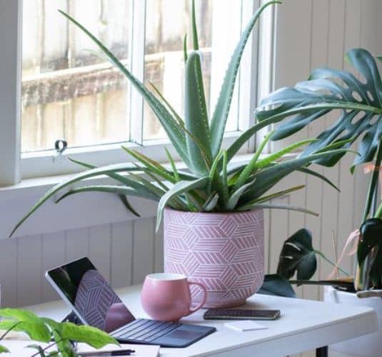 cultivar aloe vera en interior 