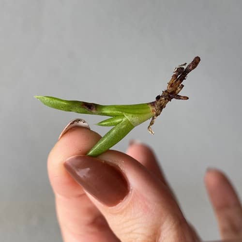 cultivar aloe vera en interior