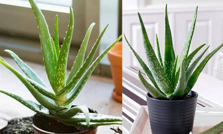 cultivar Aloe vera en interiores