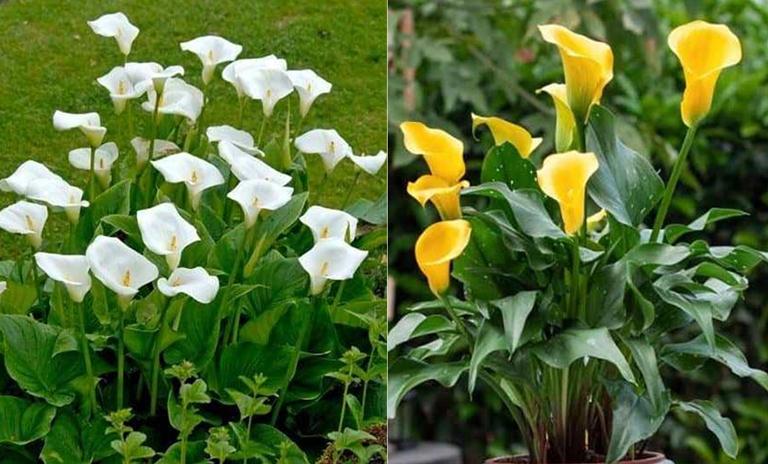 cultivar cala