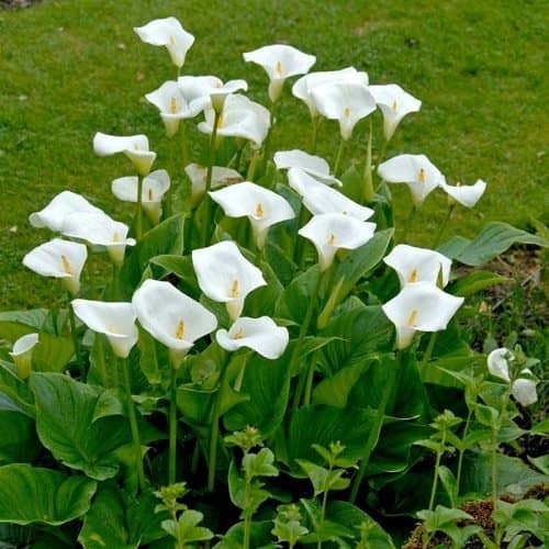cultivar calas