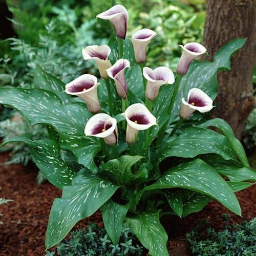 cultivar calas